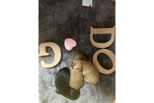 成約済の神奈川県のチワックス:チワワ×ミニチュアダックスフンド-268439の9枚目