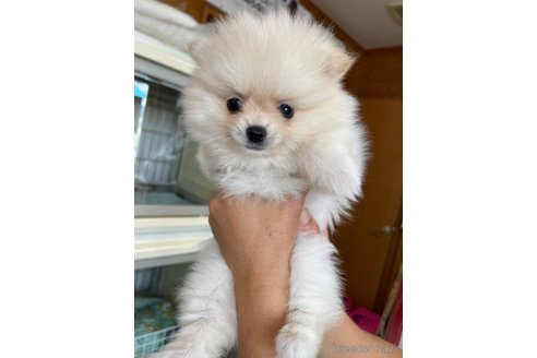成約済の千葉県のポメラニアン-266333の12枚目