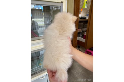 成約済の千葉県のポメラニアン-266333の11枚目