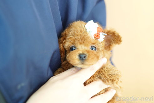 成約済の埼玉県のトイプードル-268533の4枚目