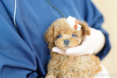 成約済の埼玉県のトイプードル-268533の3枚目