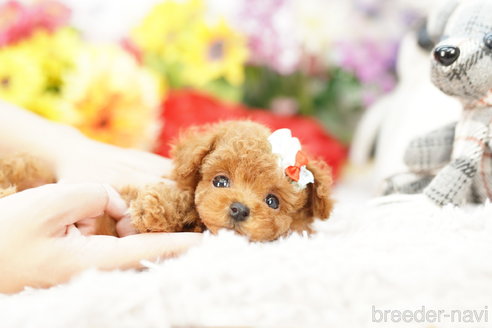 成約済の埼玉県のトイプードル-268533の2枚目