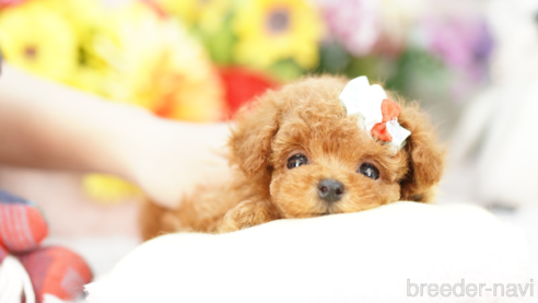 成約済の埼玉県のトイプードル-268533の1枚目