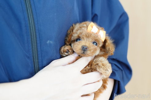 成約済の埼玉県のトイプードル-268542の4枚目