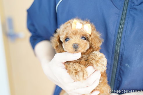 成約済の埼玉県のトイプードル-268542の3枚目