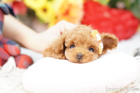 成約済の埼玉県のトイプードル-268542の2枚目