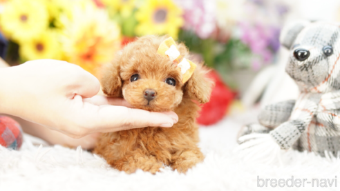 成約済の埼玉県のトイプードル-268542の1枚目