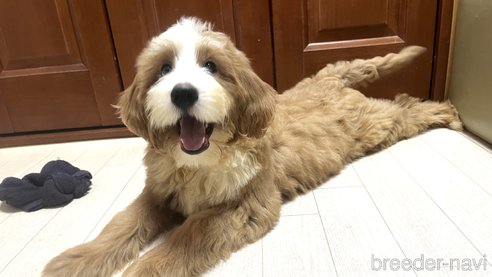 成約済の茨城県のミックス犬-254841の6枚目