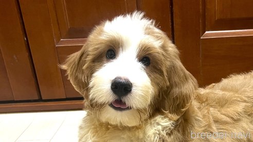 成約済の茨城県のミックス犬-254841の4枚目