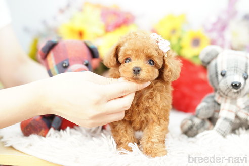 成約済の埼玉県のトイプードル-268544の4枚目