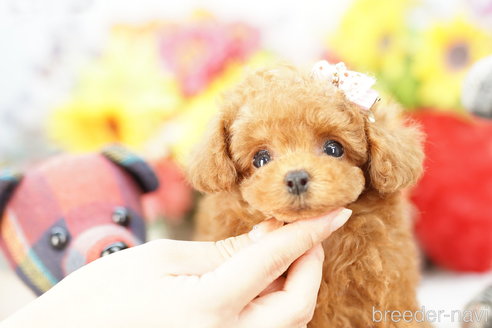 成約済の埼玉県のトイプードル-268544の3枚目