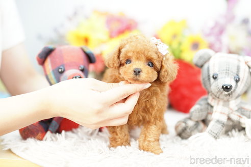 成約済の埼玉県のトイプードル-268544の2枚目