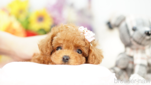 成約済の埼玉県のトイプードル-268544