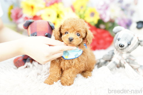 成約済の埼玉県のトイプードル-268549の3枚目