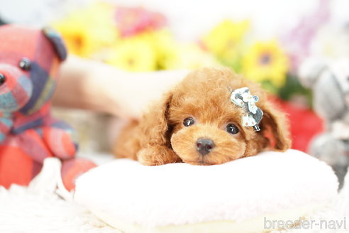 成約済の埼玉県のトイプードル-268549の2枚目