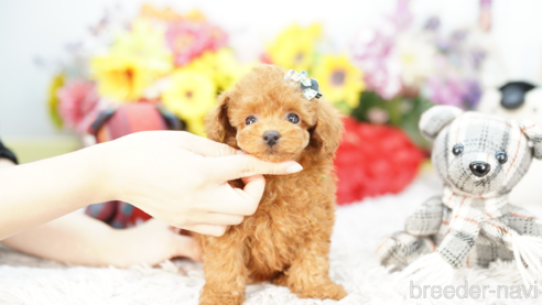 成約済の埼玉県のトイプードル-268549の1枚目