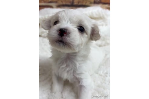 成約済の福岡県のマルプー:マルチーズ×トイプードル-268583の3枚目