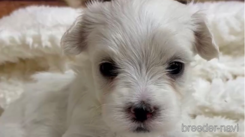 成約済の福岡県のマルプー:マルチーズ×トイプードル-268583の1枚目