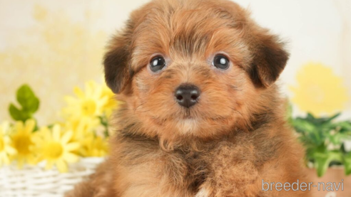 成約済の千葉県のポメプー:ポメラニアン×トイプードル-268584