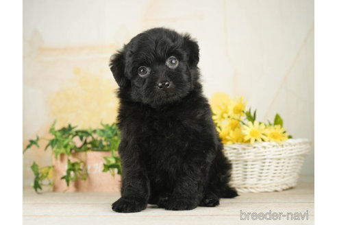 成約済の千葉県のポメプー:ポメラニアン×トイプードル-268591の5枚目