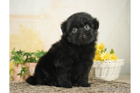 成約済の千葉県のポメプー:ポメラニアン×トイプードル-268591の3枚目