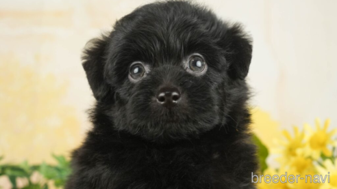 成約済の千葉県のポメプー:ポメラニアン×トイプードル-268591