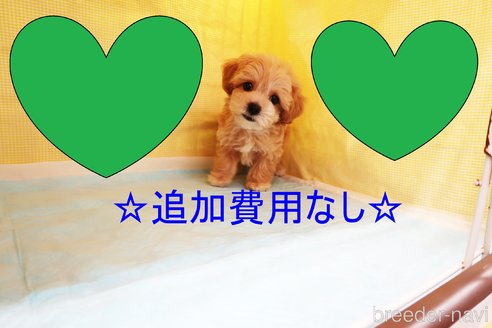 成約済の東京都のマルプー:マルチーズ×トイプードル-268592の1枚目