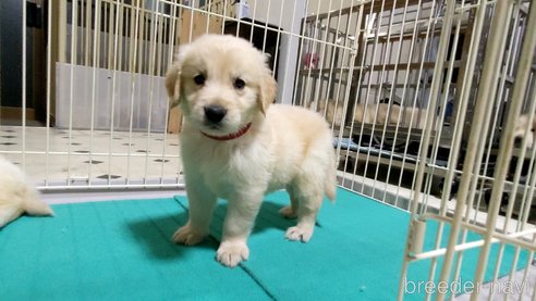 成約済の三重県のゴールデンレトリーバー-268603の9枚目