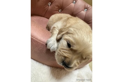 成約済の福岡県のゴールデンレトリーバー-267153の18枚目