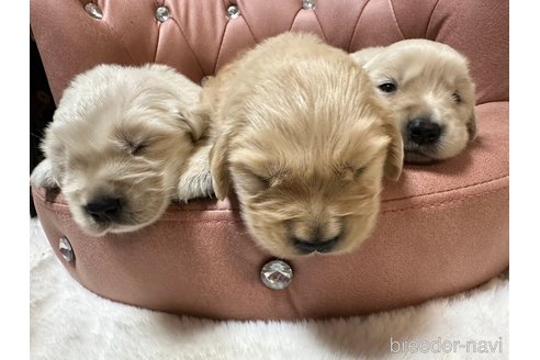 成約済の福岡県のゴールデンレトリーバー-267153の4枚目