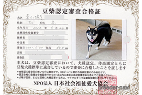 成約済の神奈川県の豆柴-267927の3枚目