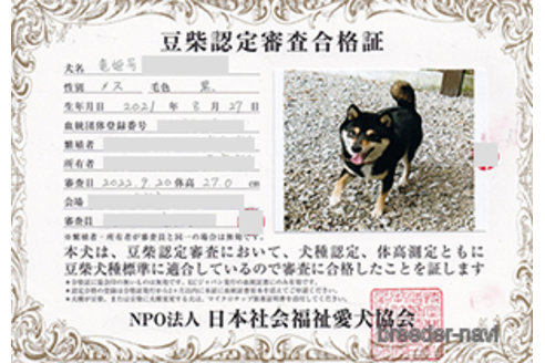 成約済の神奈川県の豆柴-267927の2枚目