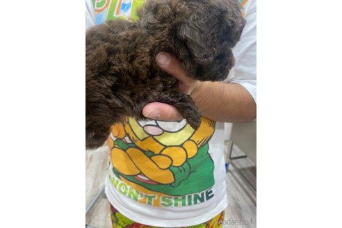 成約済の静岡県のタイニープードル-268659の2枚目