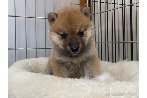 成約済の岡山県の柴犬-268718の1枚目