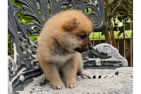 成約済の岡山県の柴犬-268718の5枚目