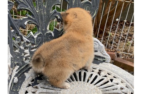 成約済の岡山県の柴犬-268718の4枚目