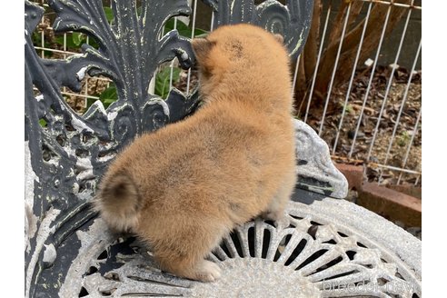 成約済の岡山県の柴犬-268718の4枚目