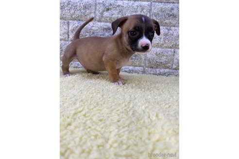 成約済の茨城県のミックス犬-268723の4枚目