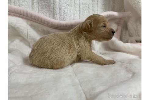 成約済の岐阜県のミックス犬-267582の17枚目