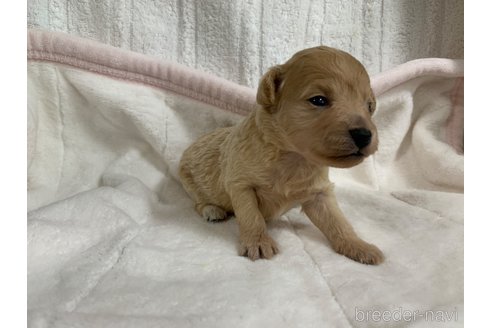 成約済の岐阜県のミックス犬-267582の16枚目