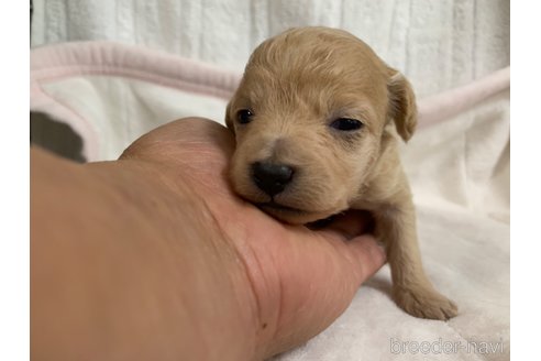 成約済の岐阜県のミックス犬-267582の15枚目