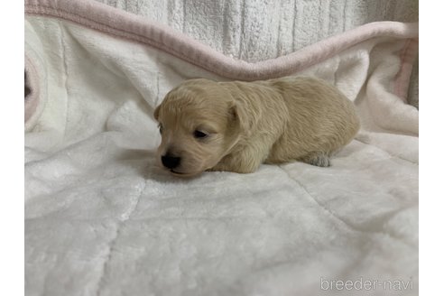 成約済の岐阜県のミックス犬-267581の10枚目