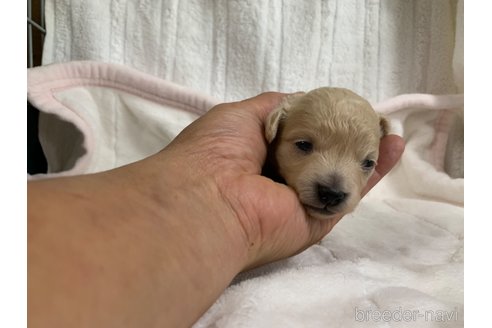 成約済の岐阜県のミックス犬-267581の11枚目