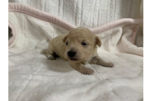 成約済の岐阜県のミックス犬-267581の12枚目