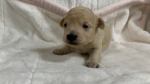 成約済の岐阜県のミックス犬-267581の9枚目