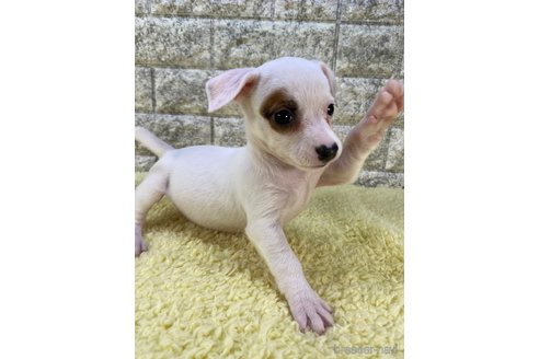 茨城県のミックス犬｜女の子・2023/08/24生まれ・パイド（子犬ID：268728）｜ブリーダーナビ