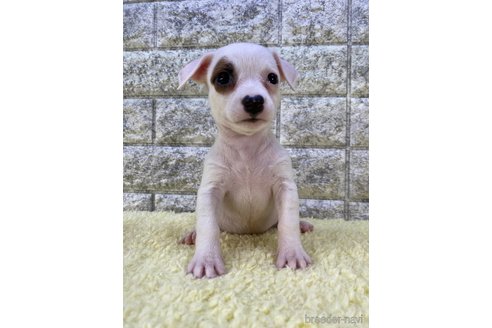成約済の茨城県のミックス犬-268728