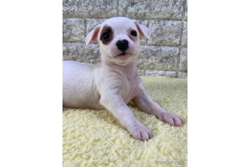 成約済の茨城県のミックス犬-268728の3枚目
