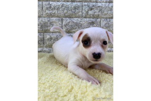 成約済の茨城県のミックス犬-268728の4枚目