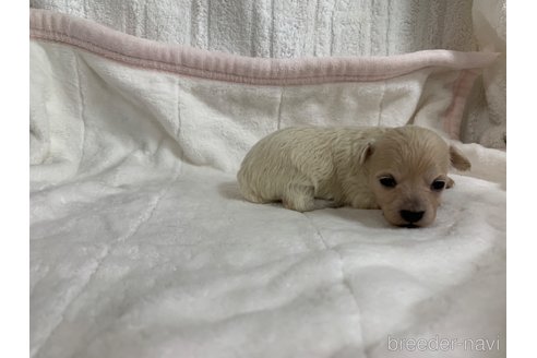 成約済の岐阜県のミックス犬-266487の14枚目
